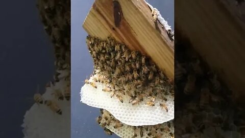 Bee Removal to Save Bees