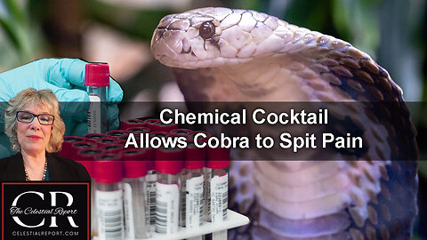Chemical Cocktail Allows Cobra to Spit Pain