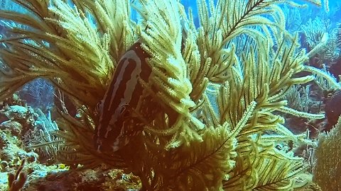 Smart Grouper Finds Soft Bed Overlooking 6,000 Foot Abyss