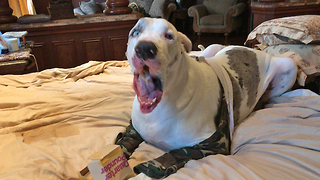 Great Dane Enjoys His Own Happy Meal