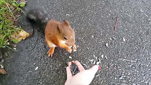 We feed the squirrel by hand.