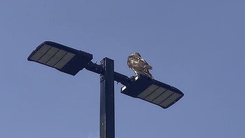 Rough Legged Hawk rear view 😊