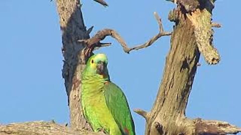 True Parrot 01 (Amazona aestiva)