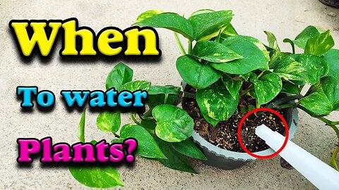 watering plants time | When is the best time to water house plants?
