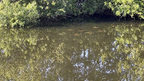 Stingrays in the canal April 14 2024