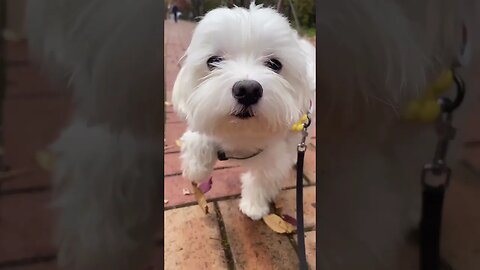 Cute Lhasa poses for a picture #shorts #doglover #dogsofinstagram #viralvideo #lhasaapso