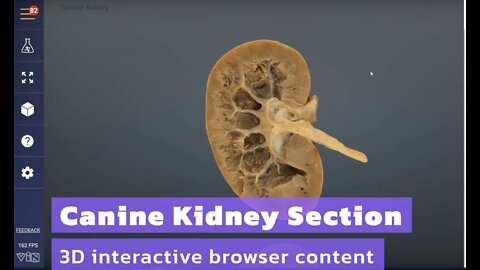 Canine Kidney Section - 3D Veterinary Anatomy & Learning IVALA®
