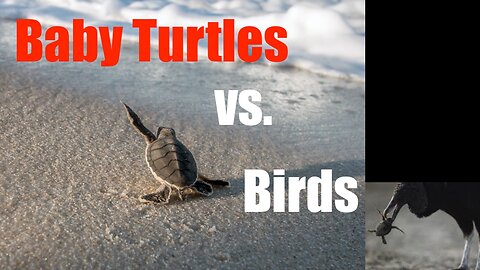 Nature is Metal -- Baby Sea Turtles vs The Birds on a Mexican Beach