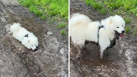 Freshly Bathed Samoyed Has A Blast In A Puddle Of Mud