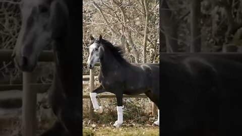 horse