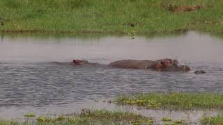 Hippos Swimming