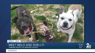 Mello and Shelly the dogs are up for adoption at the Humane Society of Harford County