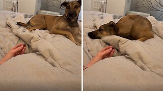 Clever Pup Gets Into Strategic Position To Get Treat From 'Sleepy' Owner