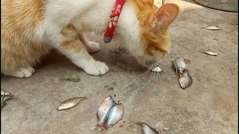 猫喜欢吃小鱼
