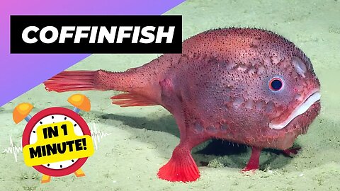 Coffinfish - In 1 Minute! 🐡 Mystery of the Breath-Holding Fish! | 1 Minute Animals