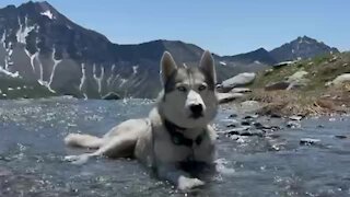 Hiking husky in the Alps cools down in a beautiful stream