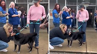 Senior dog gets epic sendoff to forever home