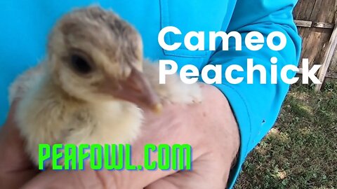 Cameo Peachick, Peacock Minute, peafowl.com