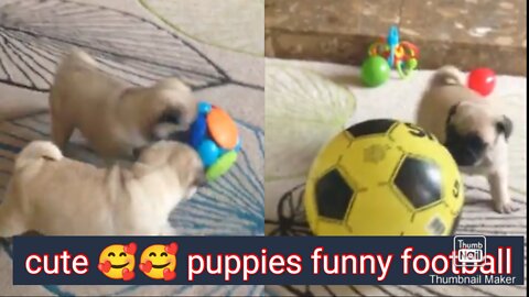 Cute 🥰🥰 puppies funny 🤣🤣🤣 fotboll