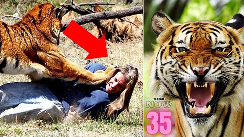 35 SHOCKING When Animals Go On A Rampage! Interesting Animal Moments CAUGHT ON CAMERA #1 #2023