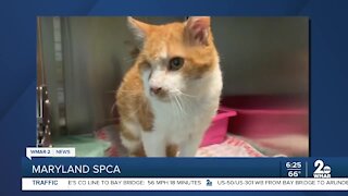 Mr. Whiskers the cat is up for adoption at the Maryland SPCA