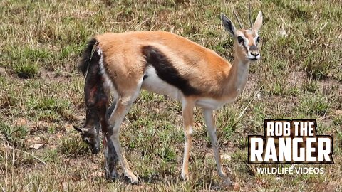 Birth Of A Thomson's Gazelle | Maasai Mara Safari | Zebra Plains