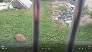 Cute Kitten trying get a game with a groundhog