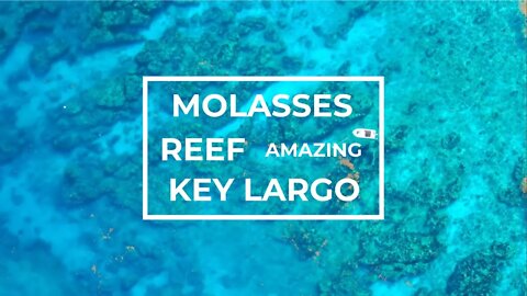 Snorkeling in Molasses Reef, Key Largo most popular Reef - Cinematic drone video in 4K