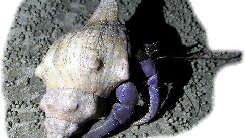 Purple crab found on Thailand beach