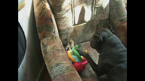 Kitten unsure about overly-affectionate pit bull