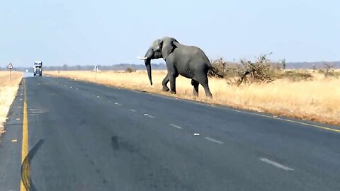 Big African Elephant Crossing The Road In Front Of A Big Truck