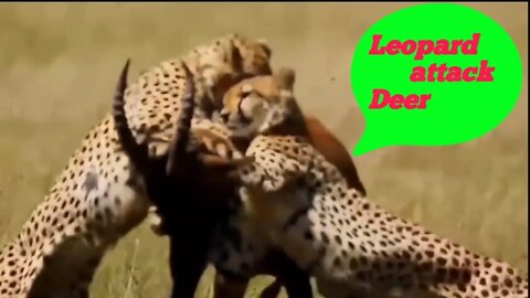 Leopard attack to Deer & Deer death | Hyena attack buffalo ||2022||