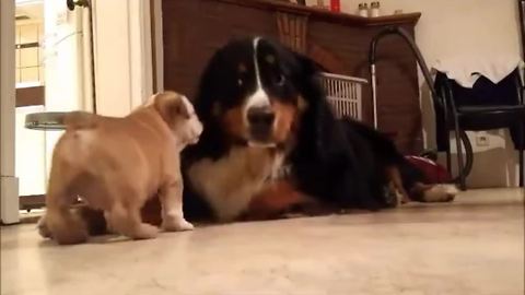 Puppy introduced to big dog, instant friendship occurs