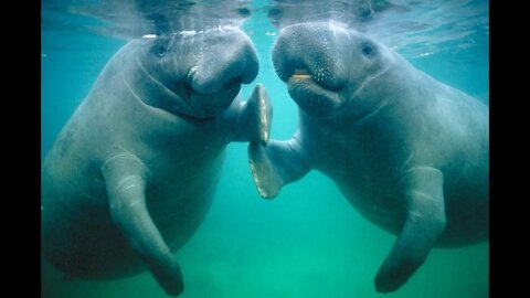 Cora Berchem Save The Manatee Club Why Manatee's are Dying and Florida Environmental Issues