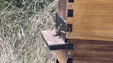 Bees flying into flow hive