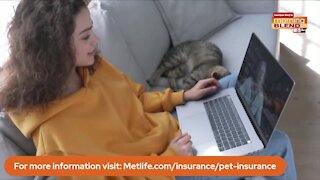 Pets and the Pandemic | Morning Blend