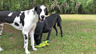 Great Danes Love To Play Fetch With Their Lizard Toy