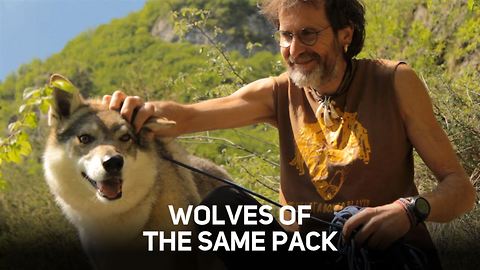 Living with a wolf: Who's learning from who?