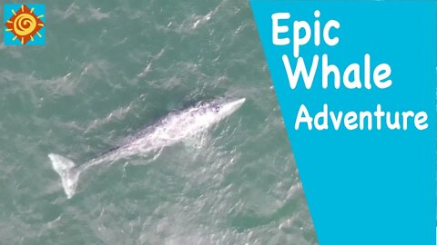 Epic Whale Adventure//EP 2 Beatin’ It To Baja in Our Converted Ram Promaster 136 Van