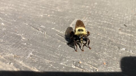 Bumble bee close up