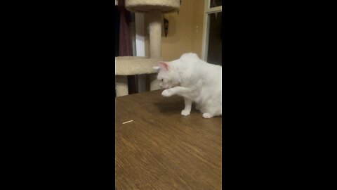 Sharky the cat playing is too cute