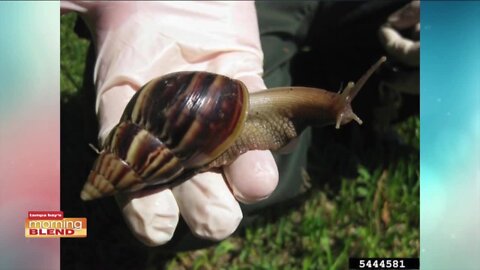 Giant Snails | Morning Blend