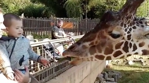 Toddler feeds Giraffe at the Zoo!