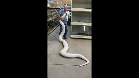 The World's BIGGEST Whitest Snake!