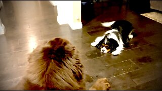 Cute Cavalier Has No Fear Of Big Newfie Brother