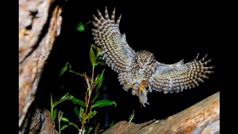 Watch how the owl pounces on its prey