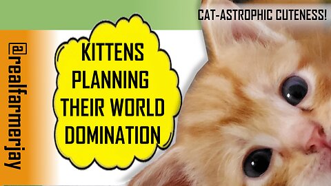Kittens Practicing for World Domination - Part Two