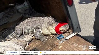 7-Foot alligator found along Sacramento river
