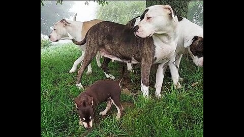 Can Big Alapaha Blue Blood Bulldogs Play Well With A Small Dog?!?