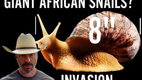 Killer African Snails?